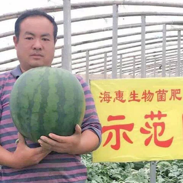 昌乐西瓜大棚示范园